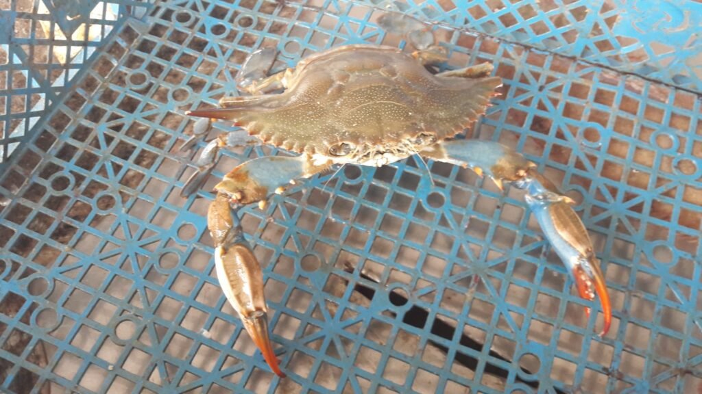 Crabe bleu