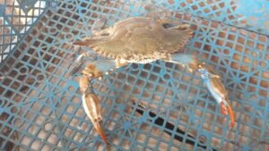 Crabe bleu