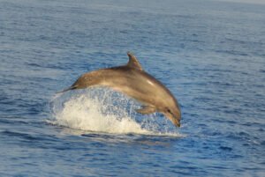 Faune marine : que faire en cas de rencontre ou d’échouage ?
