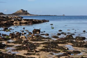 Sorties nature et animations estivales : explorez la biodiversité marine avec nous !