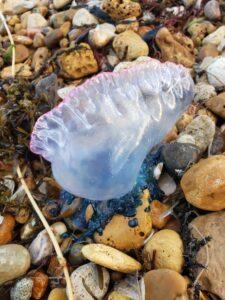 Partez à la recherche des Physalies