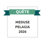 Méduse Pelagia