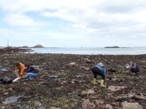 Evolution du protocole « Algues brunes et bigorneaux »