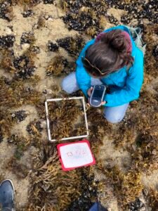 La télédétection couplée à Algues Brunes et Bigorneaux