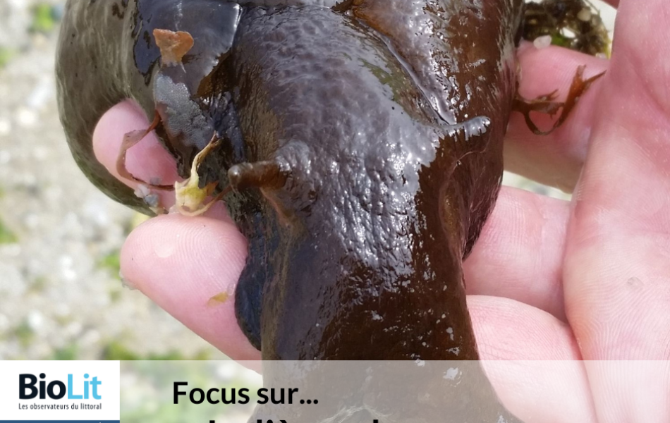 08_Focus-sur.-image-lievre-de-mer