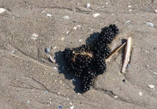 1000053902