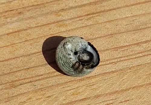 2-Gibbule-ombiliquee-1