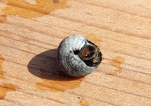 2-Gibbule-ombiliquee-2