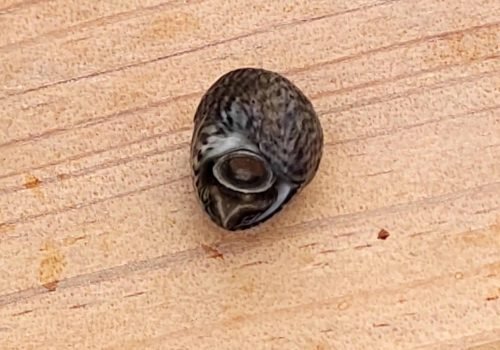 2-Gibbule-ombiliquee