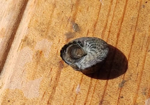 2-Gibbule-ombiliquee