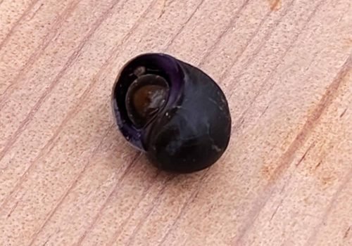 2-Littorine-obtuse-ou-fabalis