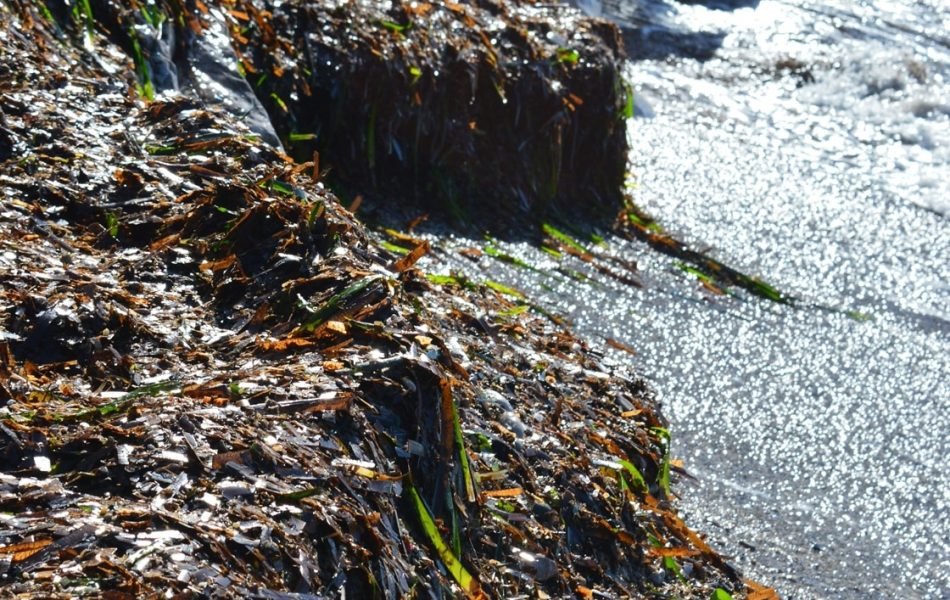 Laisse de mer