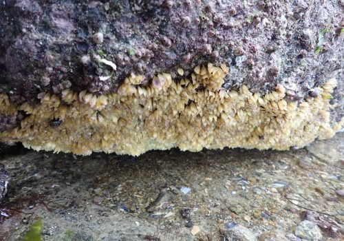 20260416_Formation_Dinard (c)A.Bouet (1)