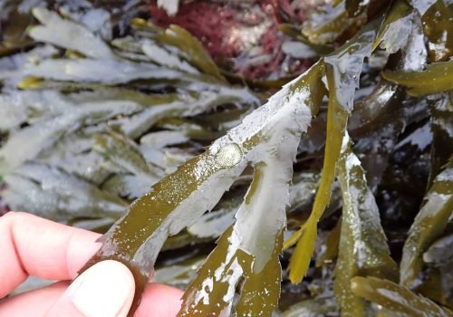 20260416_Formation_Dinard (c)A.Bouet (6)