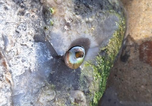 Observation #128077