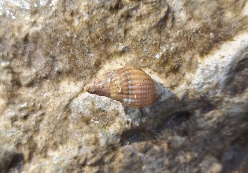 Observation #128075
