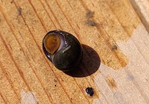 3-Littorine-obtuse-ou-fabalis