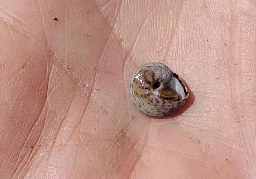 4-Gibbule-ombiliquee