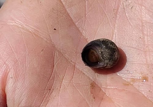 6-Littorine-obtuse-ou-fabalis