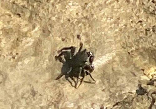 7-Jeune-Pachygrapsus-marmoratus