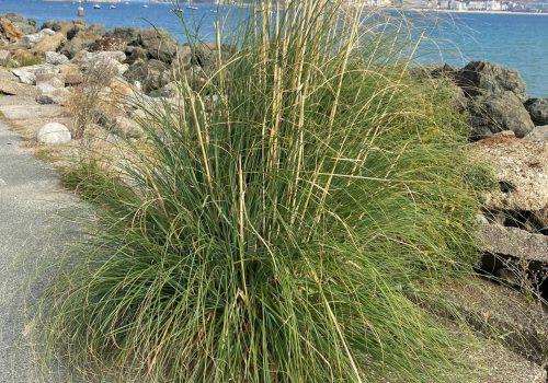 9-Herbe-de-la-pampa