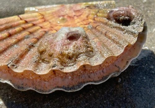 9ed3c803-415d-4f08-85a9-a9e74c517108-1