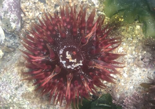 Anemone-dahlia_-St-Coulomb_26-01-26-1