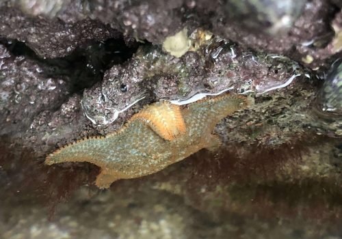 Asterina-gibbosa_St-Coulomb_26-01-26-1