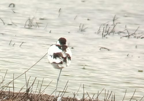 Avocette_elegante-1