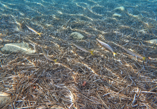 Becune-a-bouche-jaune-Barracuda-mediterraneen-Sphyraena-viridensis-V2