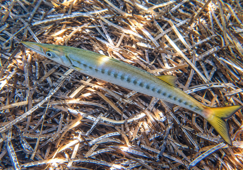 Becune-a-bouche-jaune-Barracuda-mediterraneen-Sphyraena-viridensis-V3