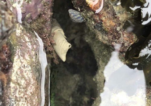 Bispira-volutacornis_St-Coulomb_26-01-26-1