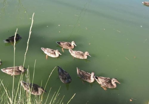 CANARD