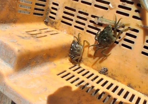 CRABES-1