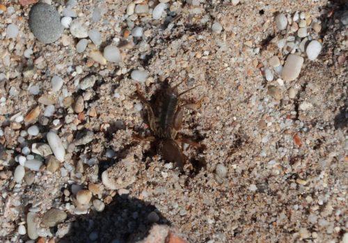 Callianasse-tyrrhenienne-—-Pestarella-tyrrhena-syn.-Callianassa-tyrrhena-crevette-fouisseuse-des-plages-1