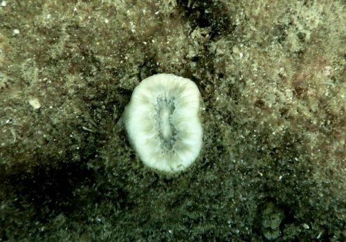 Caryophyllia-smithii-Dent-de-cochon