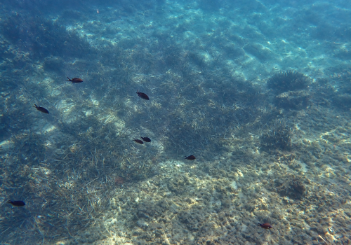 Castagnoles-Chromis-chromis-V2