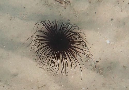 Cerianthus-membranaceus