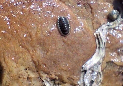 Chiton