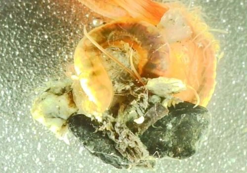 Cirratulides-Cirratulidae-29082026-bis