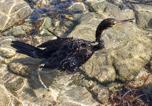 Cormoran-huppe-Gulosus-aristotelis-V1