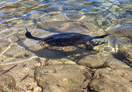 Cormoran-huppe-Gulosus-aristotelis-V2