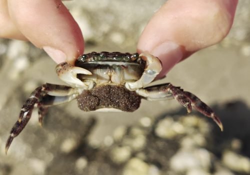 Crabe-marbre-3