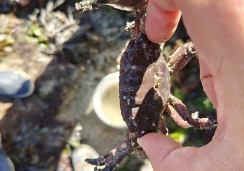 Crabe-pierre-1-1