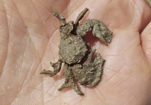 Crabe-porcellane