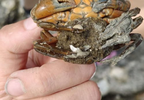 Crabe-vert-1-2