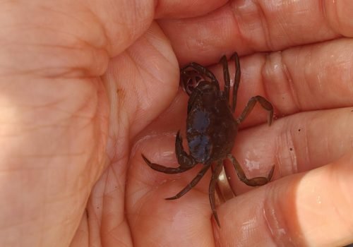 Crabe-vert-3