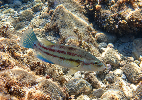 Crenilabre-paon-Symphodus-tinca-1