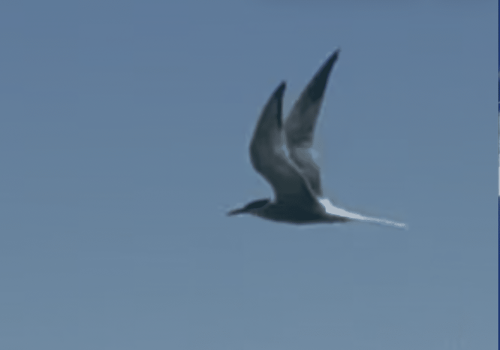 Extrait-Video-Entree-Port-3-Sterne-Pierregarin