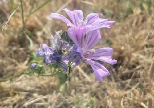 FLEUR-3